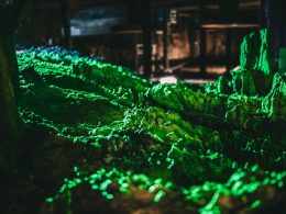 A pile of green leaves sitting on top of a forest floor